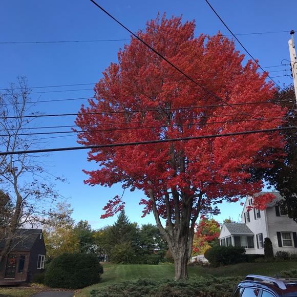 Meet your Posher, Alyssa - Picture 1 of 1